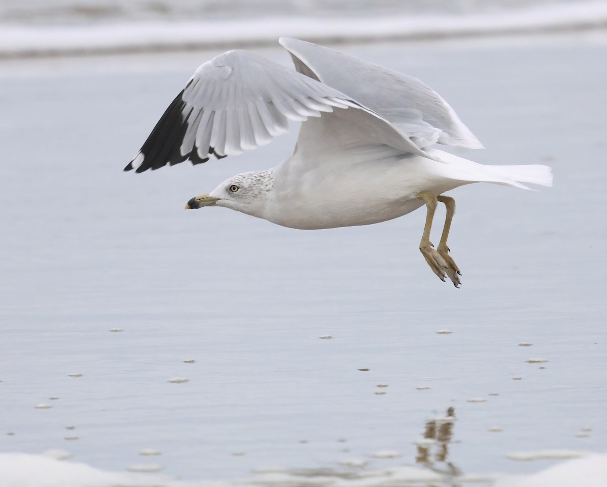 Ring-billed Gull - ML645482173