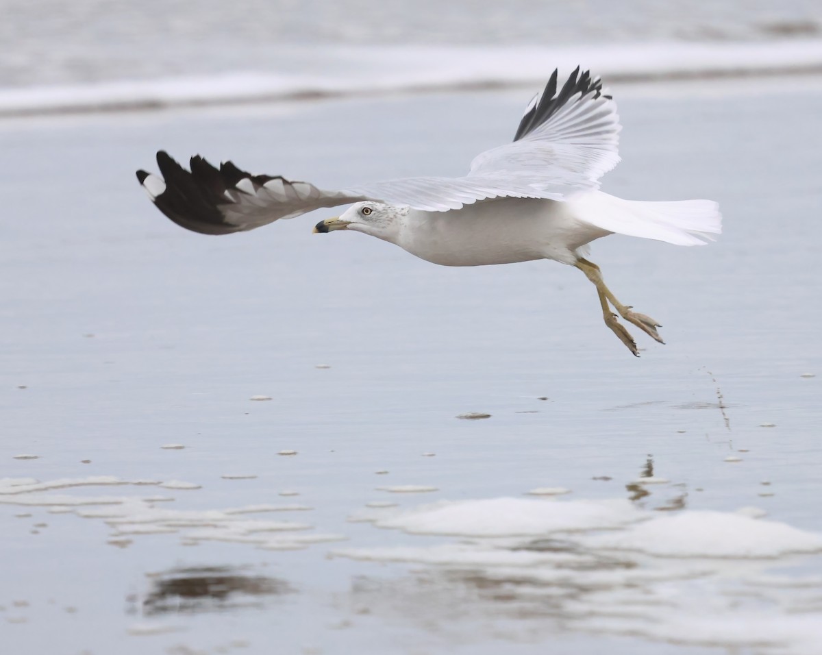 Ring-billed Gull - ML645482174