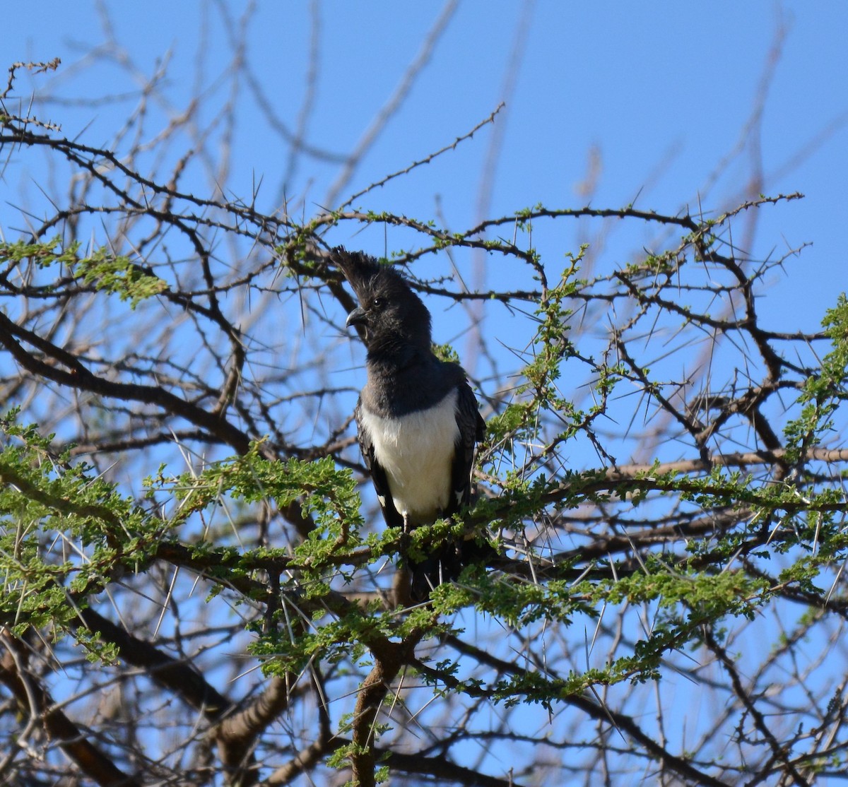 White-bellied Go-away-bird - ML645482175