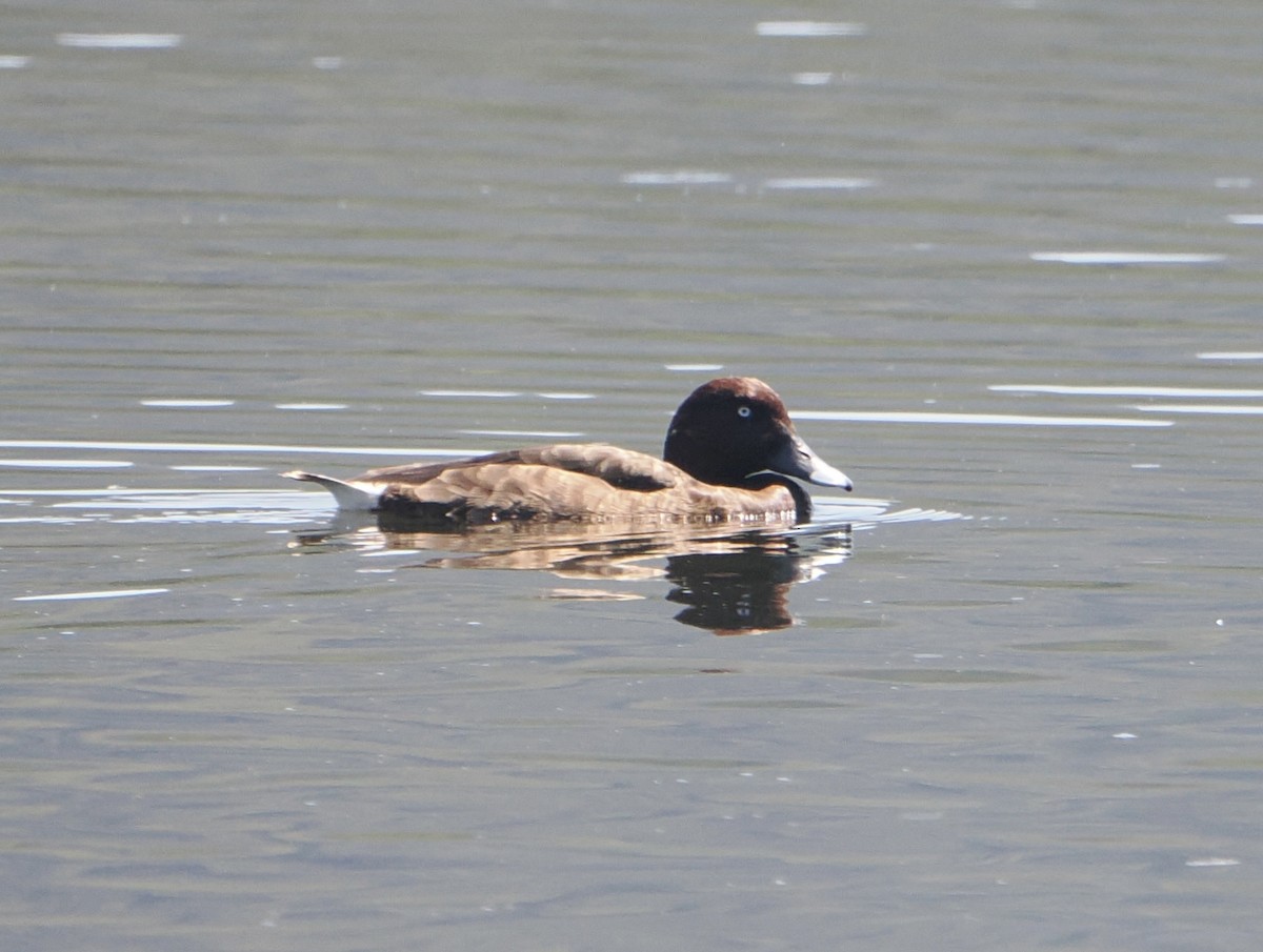 Hardhead - ML645482176