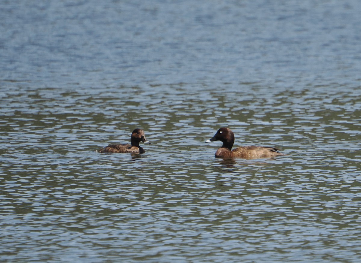 Hardhead - ML645482177