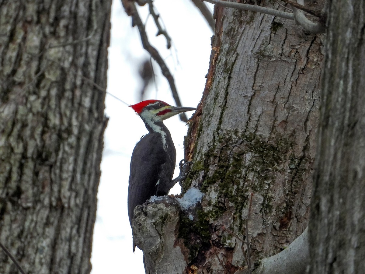 Pileated Woodpecker - ML645482178
