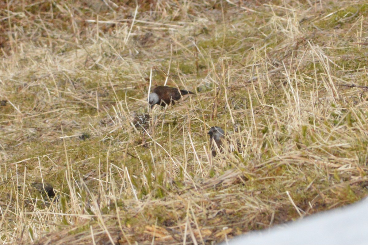 Gray-crowned Rosy-Finch - ML645482179
