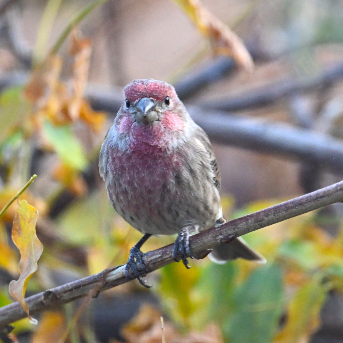 House Finch - ML645482180