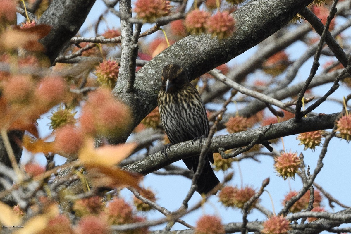 Red-winged Blackbird - ML645482181