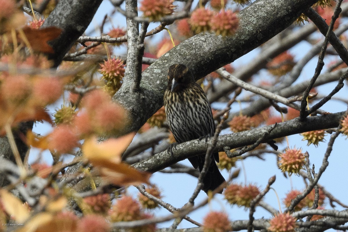 Red-winged Blackbird - ML645482182
