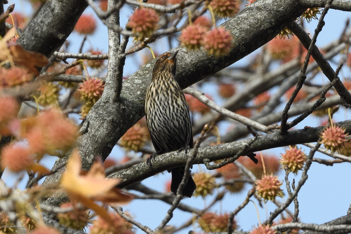 Red-winged Blackbird - ML645482183