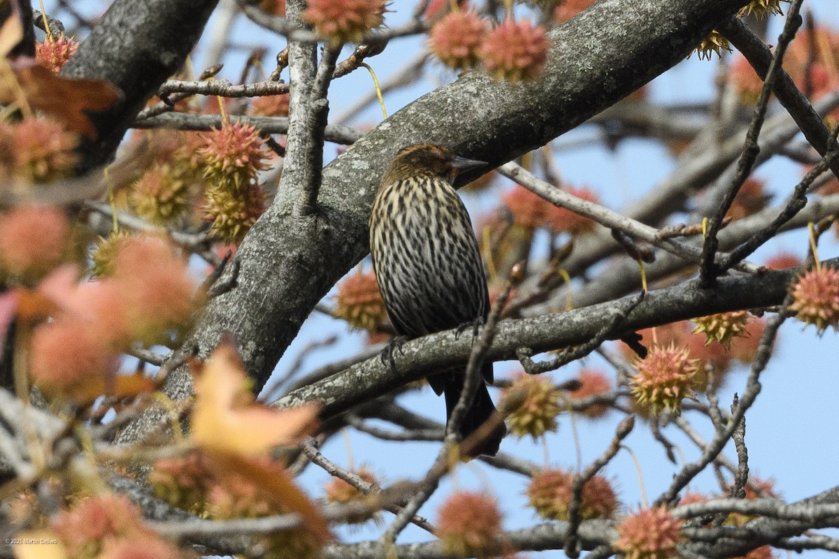 Red-winged Blackbird - ML645482184