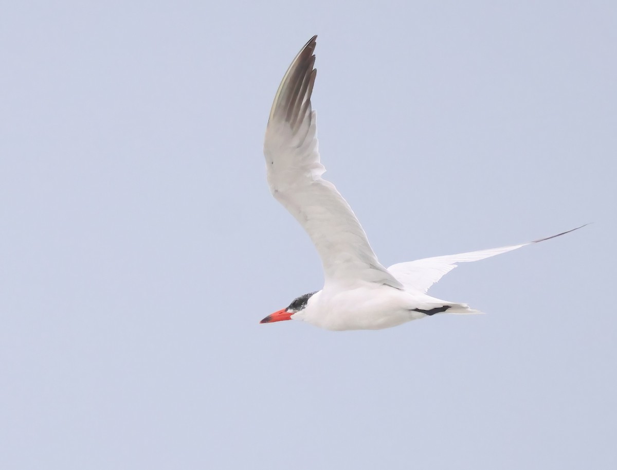 Caspian Tern - ML645482185