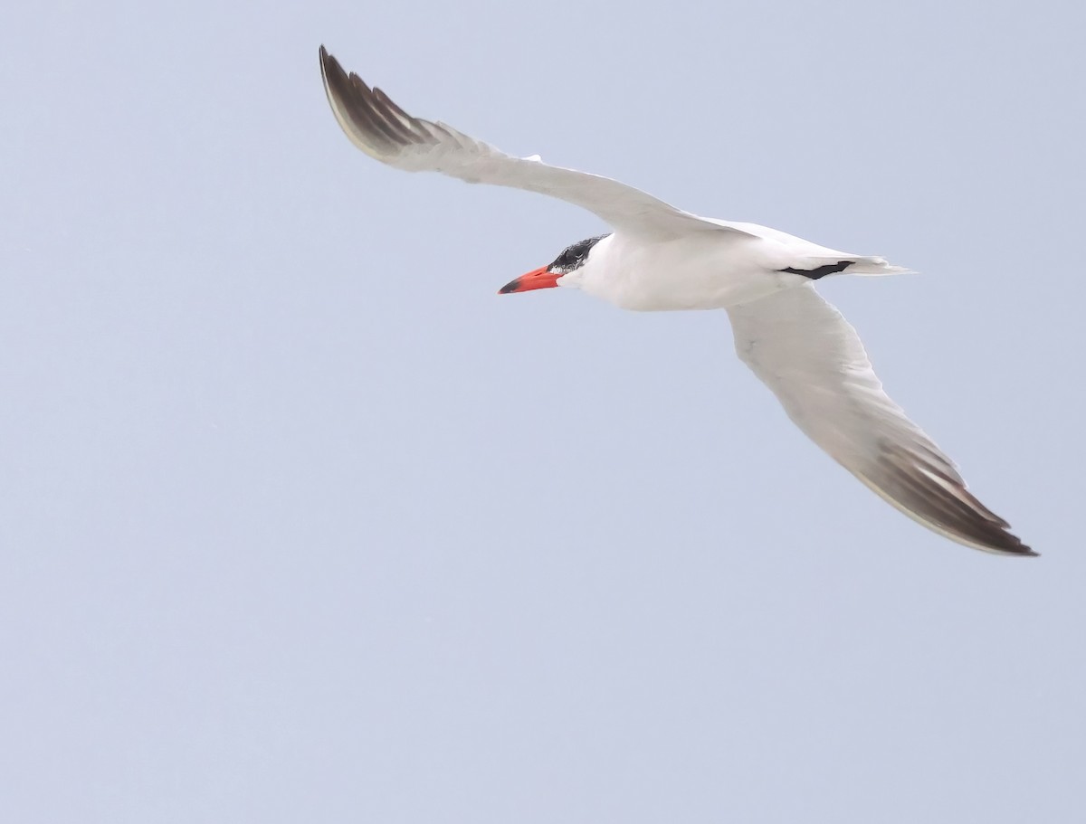 Caspian Tern - ML645482186