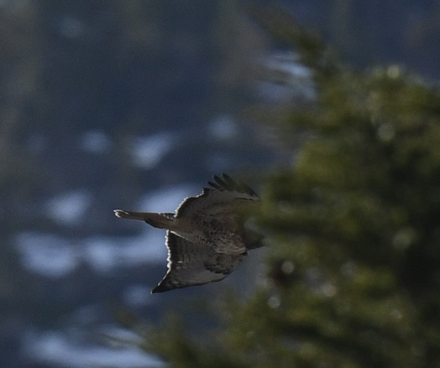 Red-tailed Hawk - ML645482187