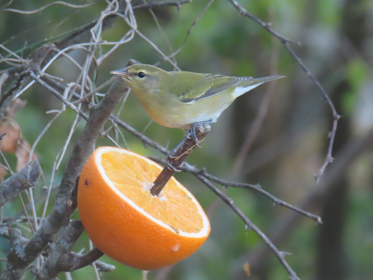 Tennessee Warbler - ML645482194