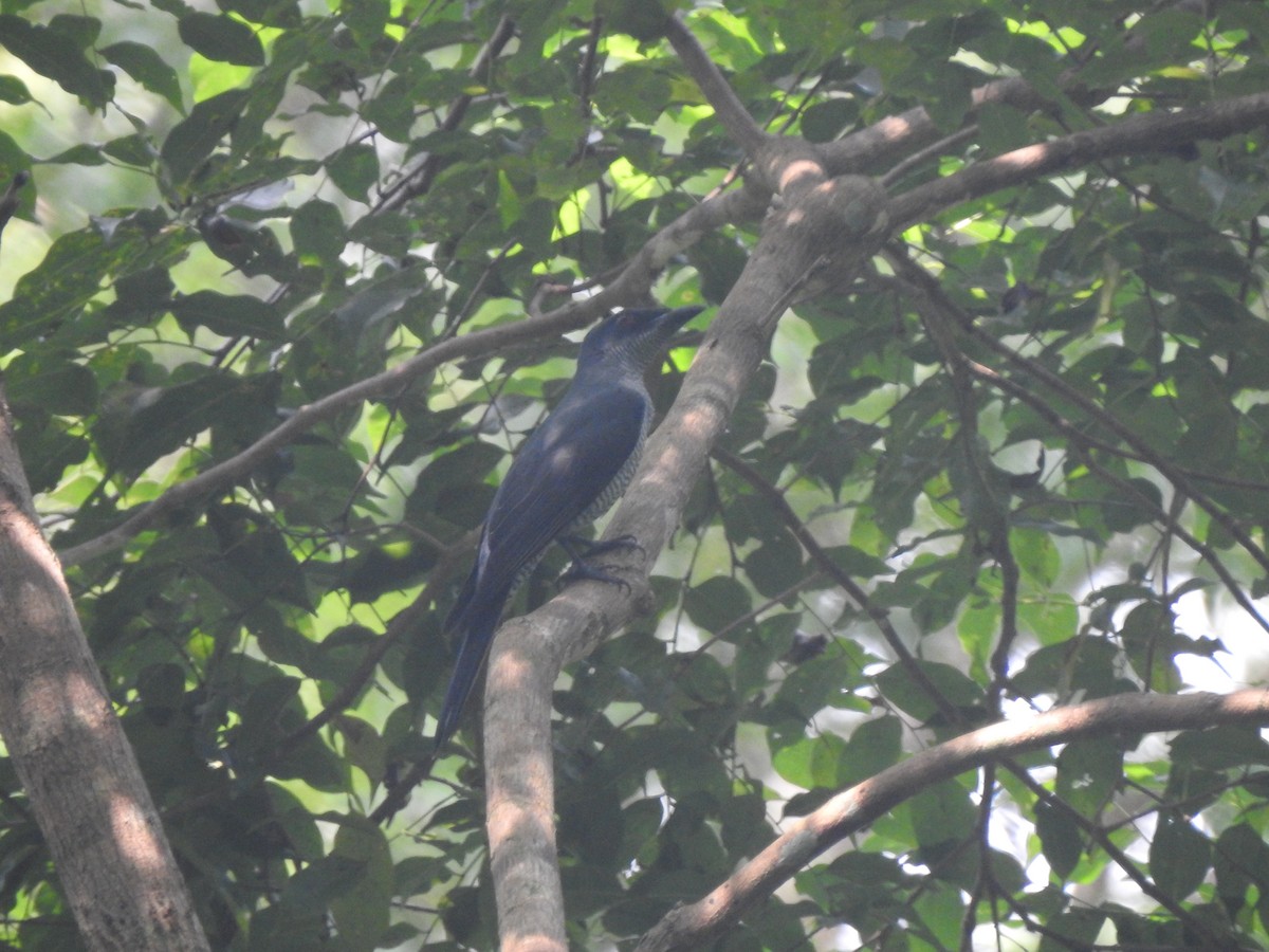 skrikelarveeter - ML645482200