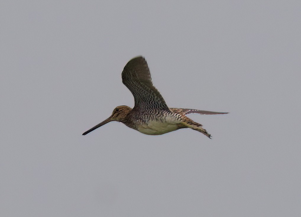 Pantanal Snipe - ML645482202