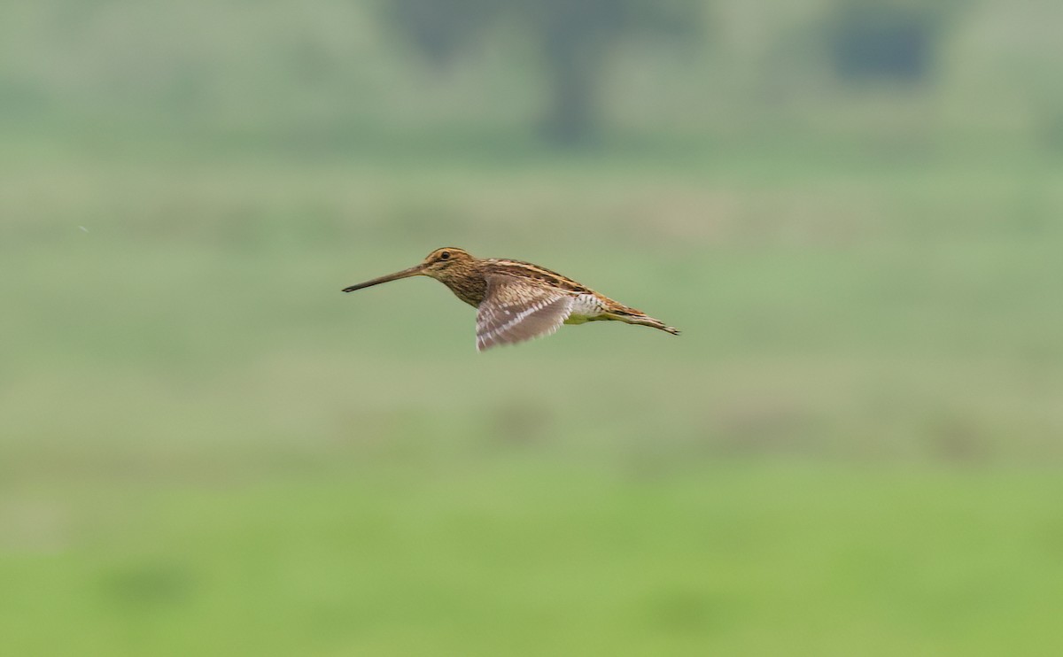 Pantanal Snipe - ML645482203