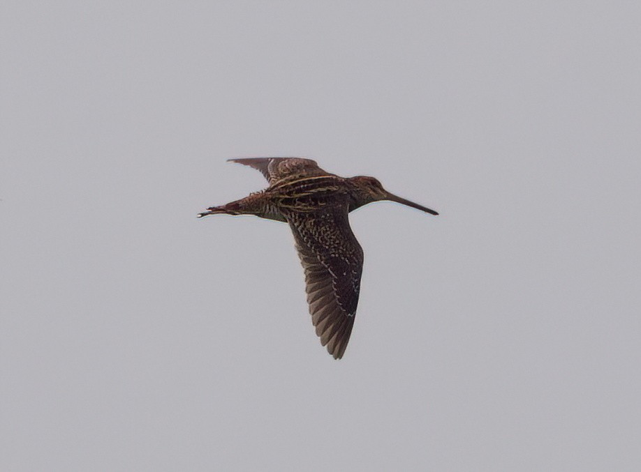 Pantanal Snipe - ML645482204