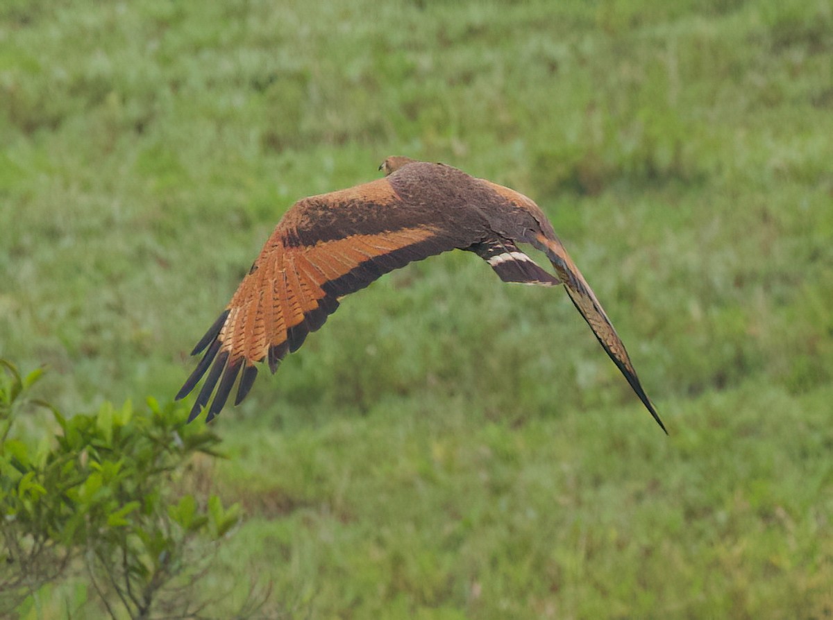 Саванный крабоед - ML645482211