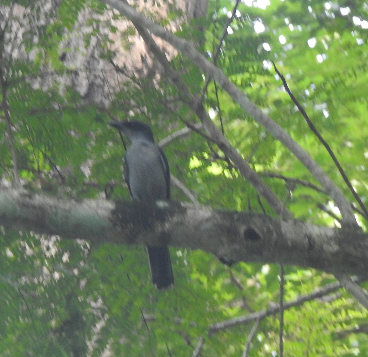 skrikelarveeter - ML645482213