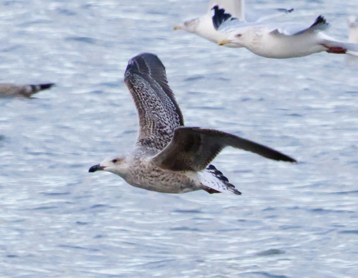 Büyük Kara Sırtlı Martı - ML645482233