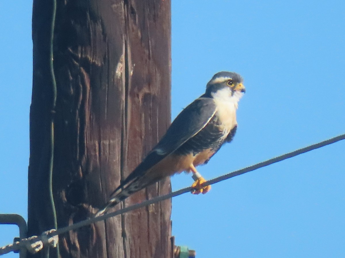 Aplomado Falcon - ML645482238