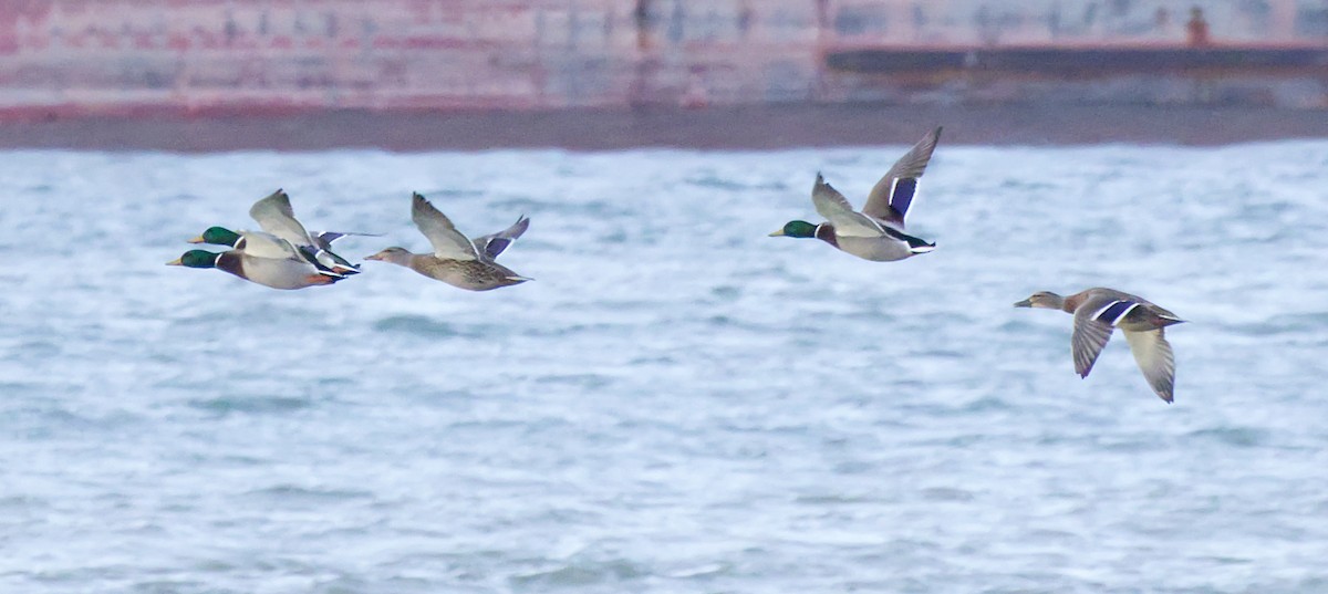 kachna divoká - ML645482242