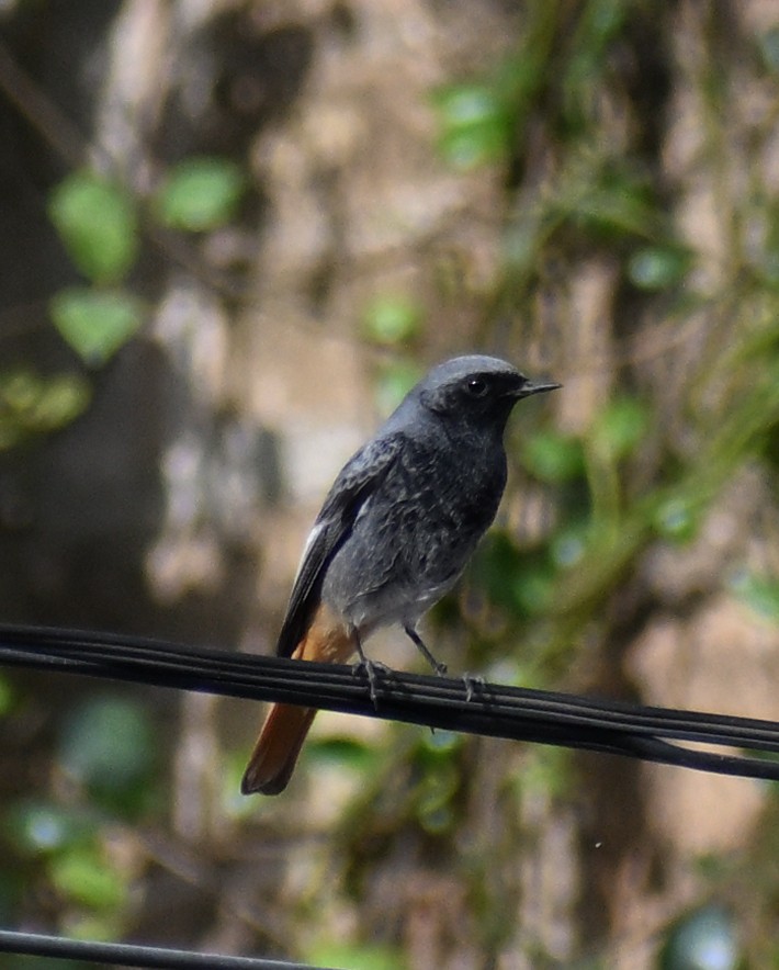 赭紅尾鴝 - ML645482249