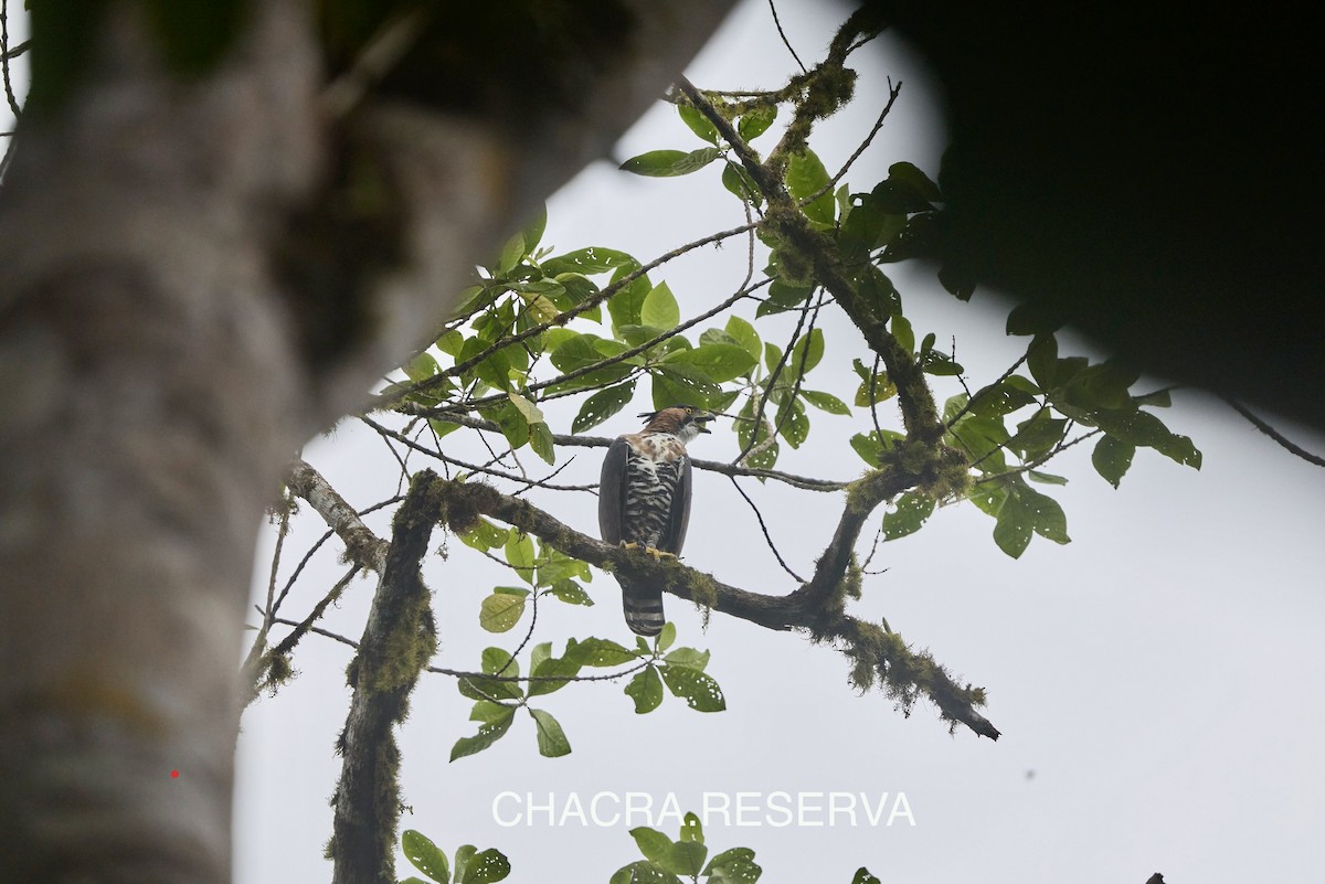 orel zdobený - ML645482265