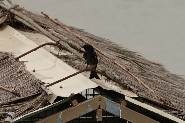 Black Drongo - ML645482269