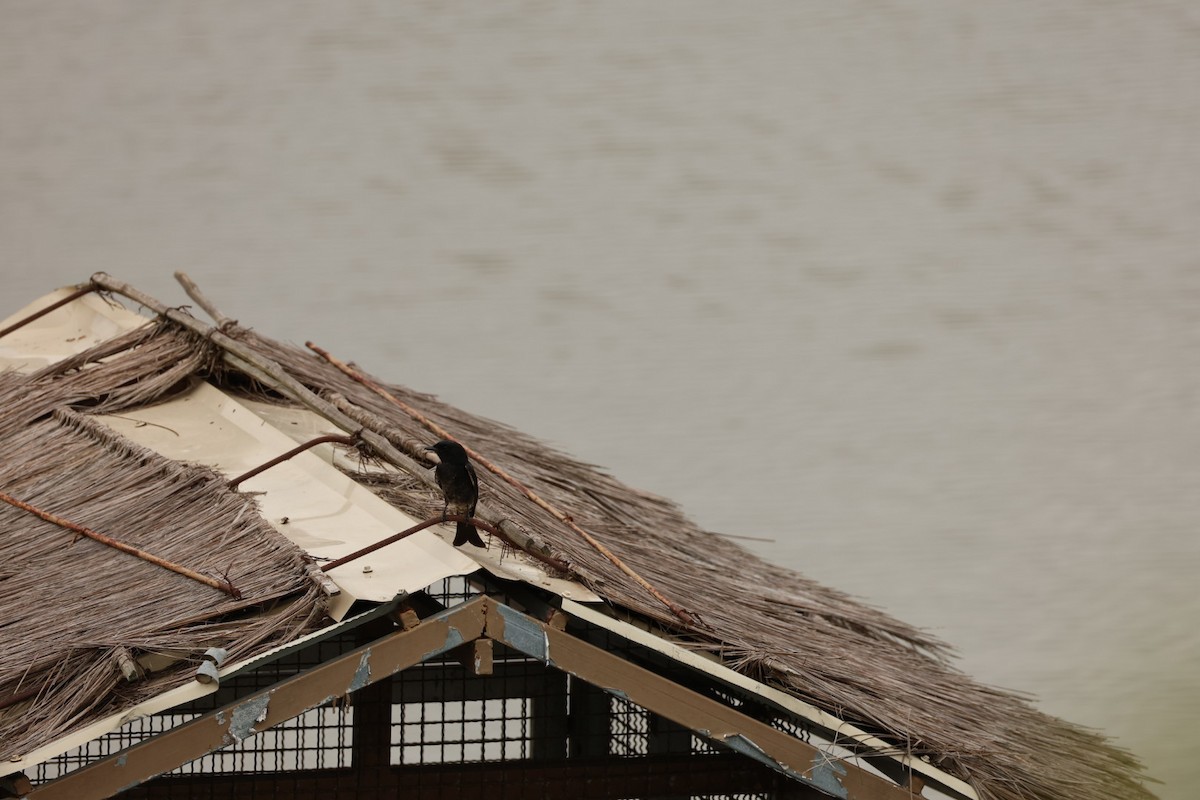 Black Drongo - ML645482270