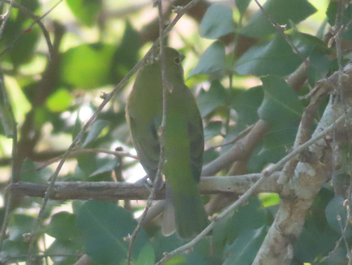 Painted Bunting - ML645482273