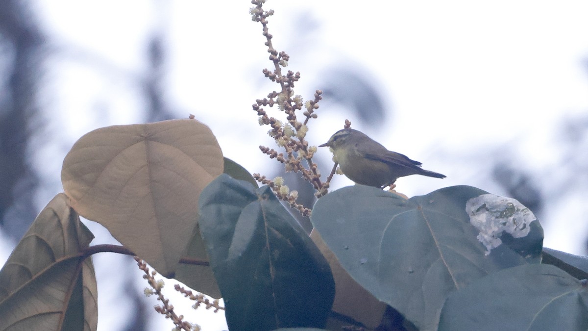 Tickell Çıvgını - ML645482275