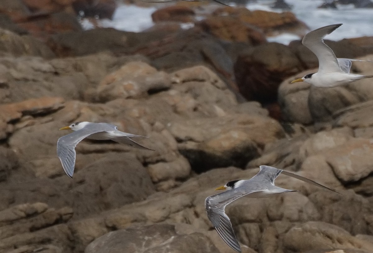 オオアジサシ - ML645482277