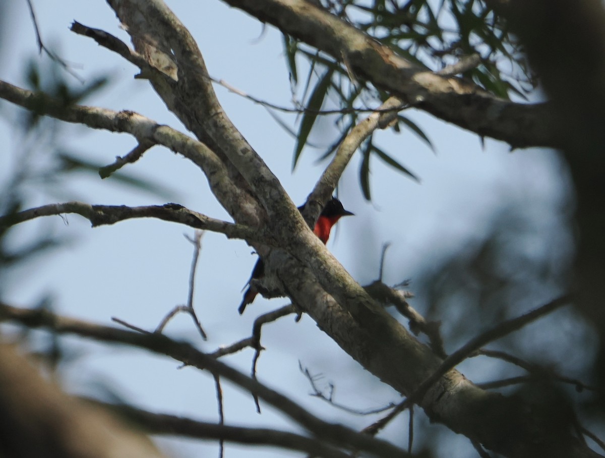 Mistletoebird - ML645482280