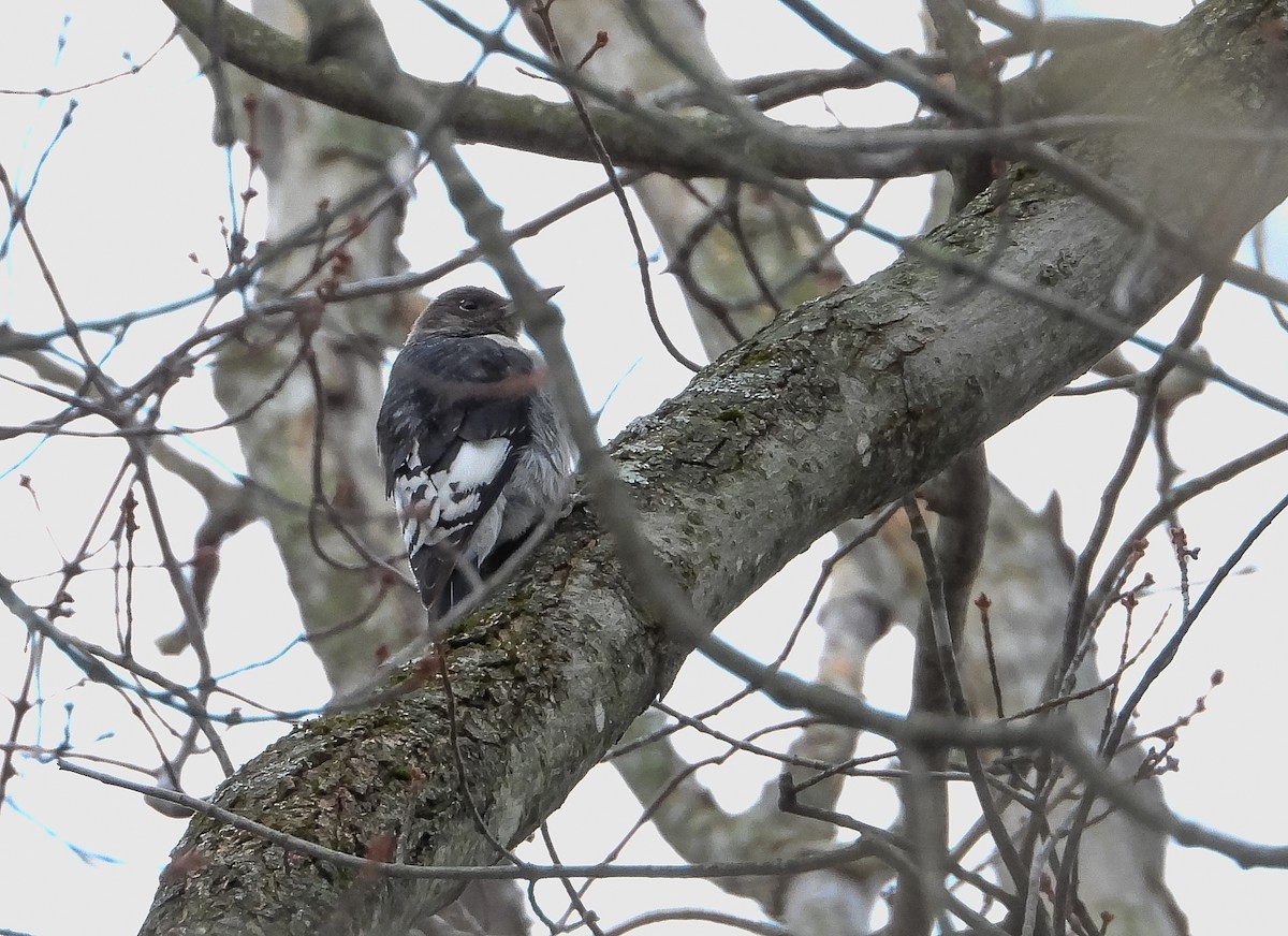 Red-headed Woodpecker - ML645482282