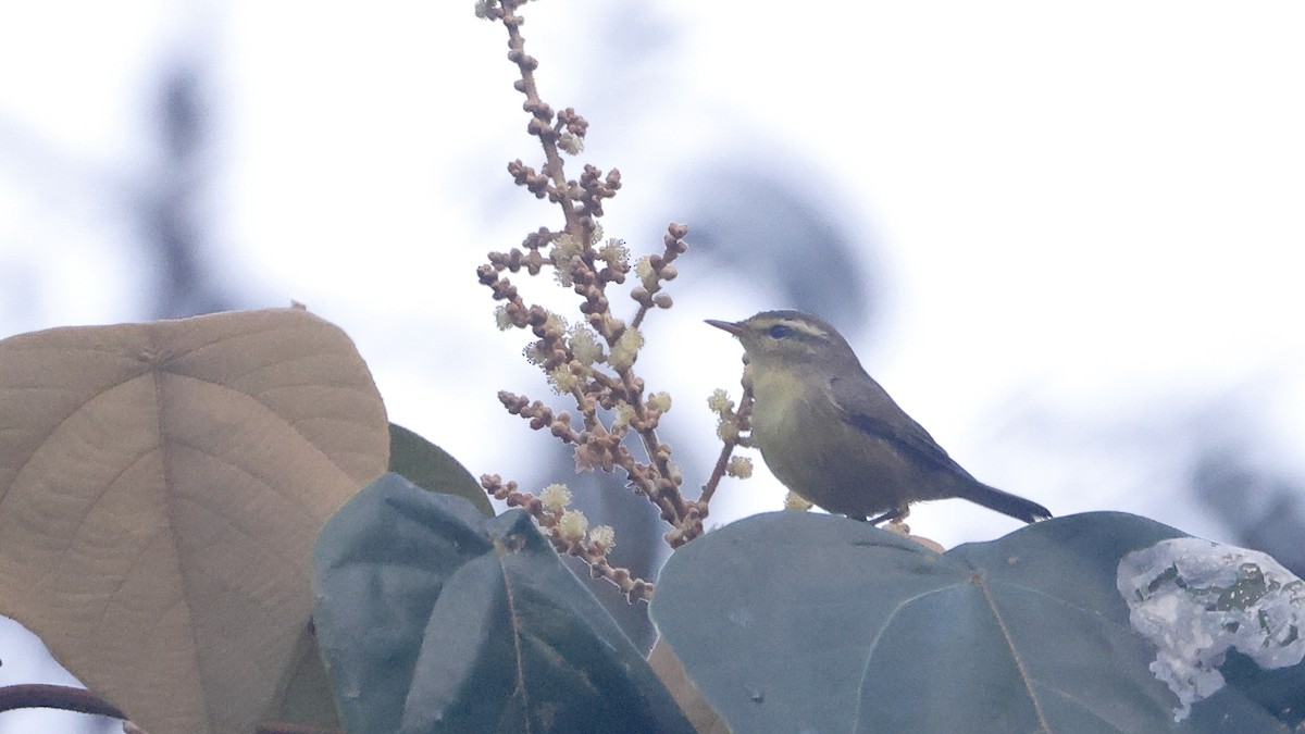 Tickell Çıvgını - ML645482283