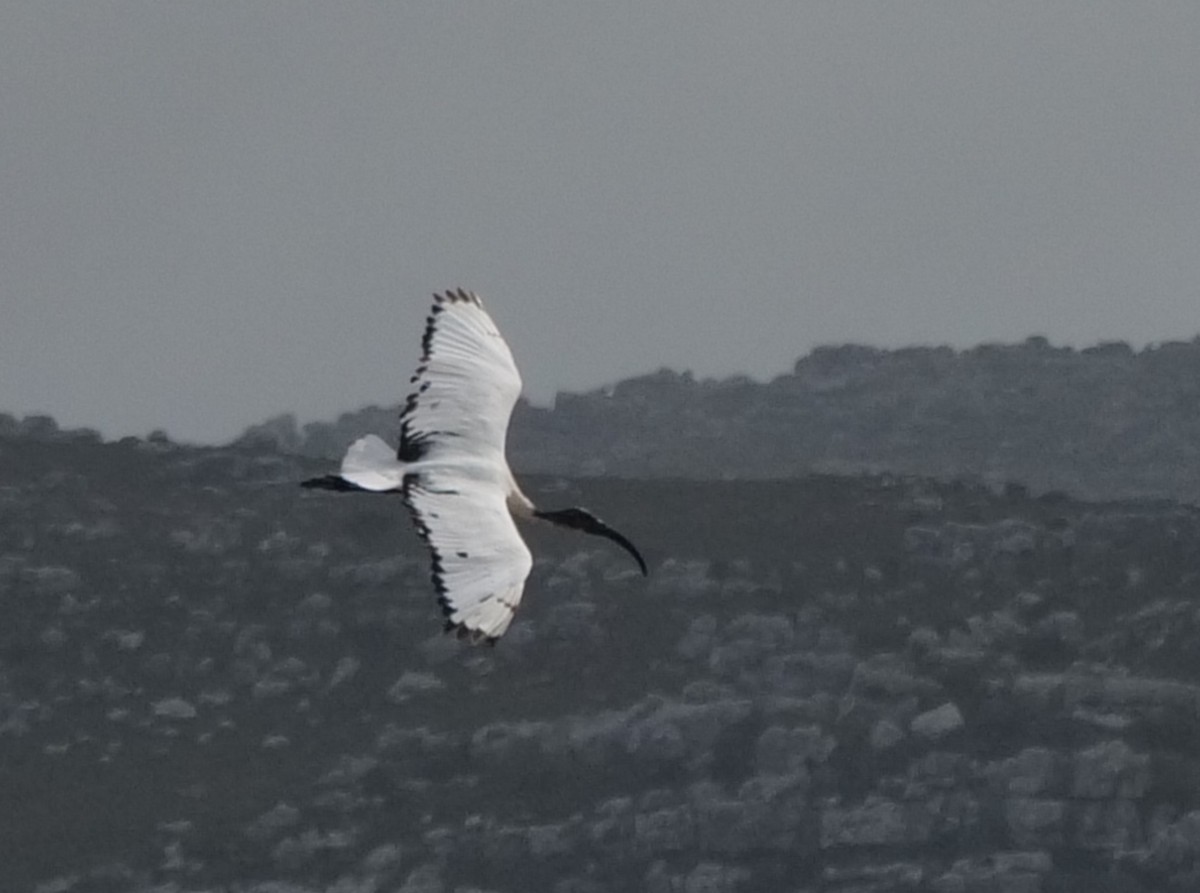 African Sacred Ibis - ML645482284