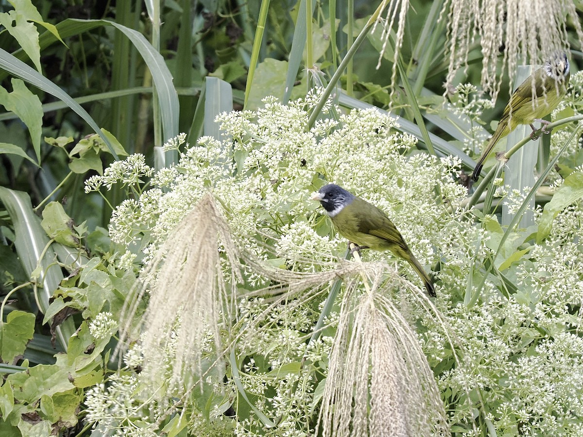 カヤノボリ - ML645482285