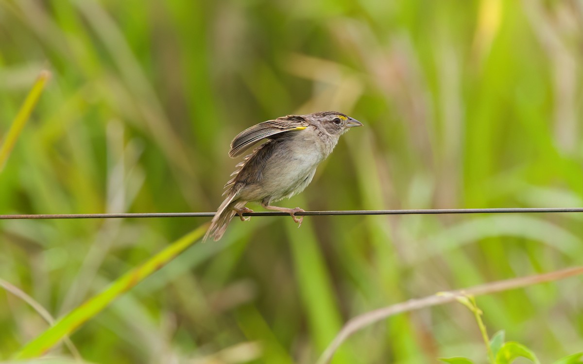 キガタヒメドリ - ML645482286