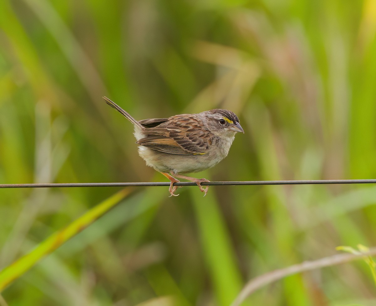 キガタヒメドリ - ML645482287