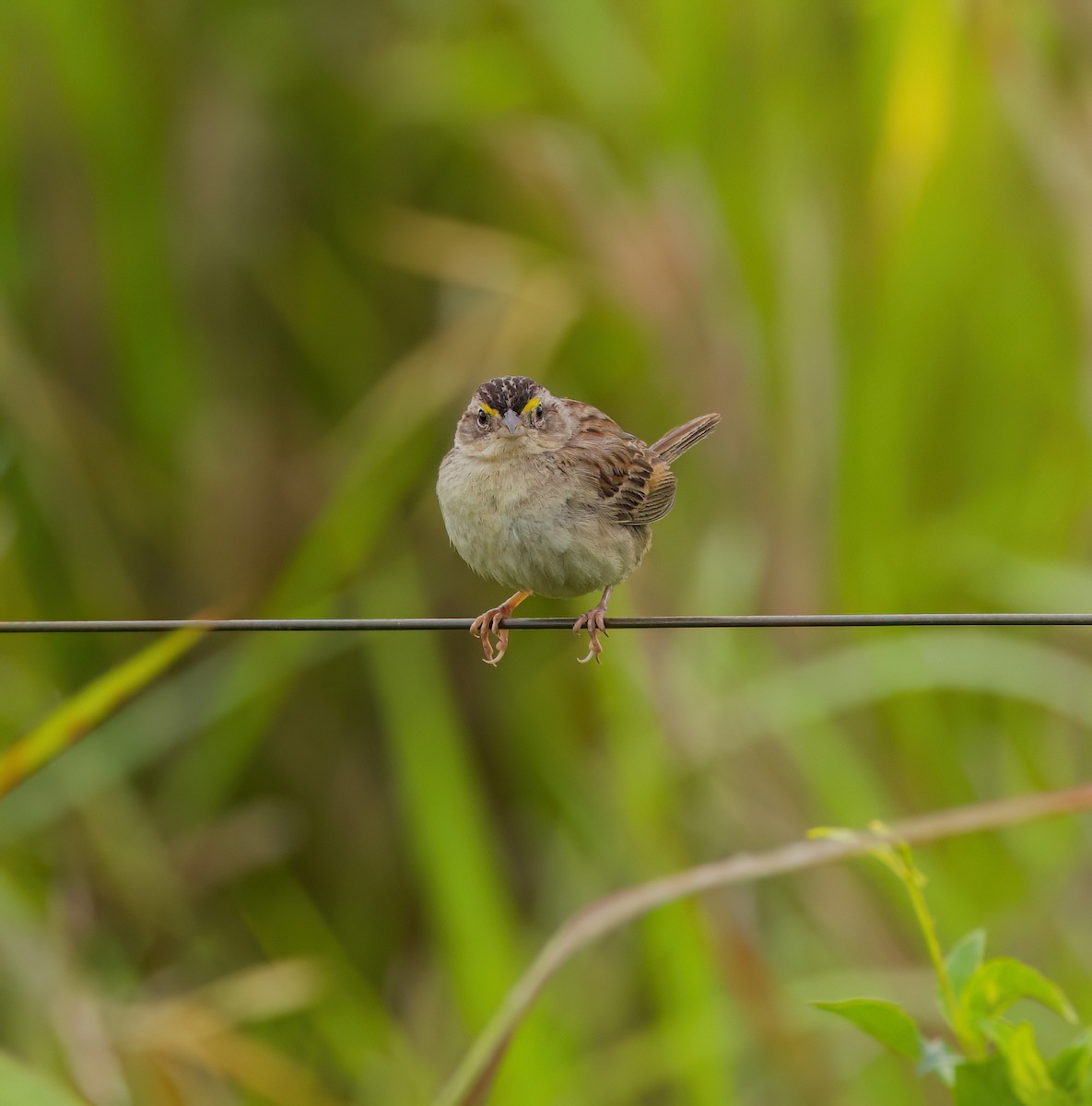 キガタヒメドリ - ML645482288