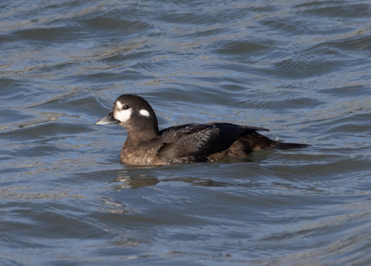 Harlequin Duck - ML645482290