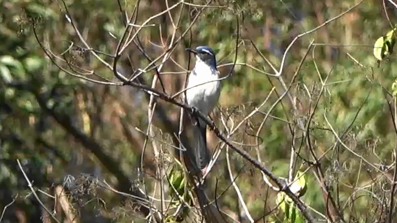 カリフォルニアカケス - ML645482291