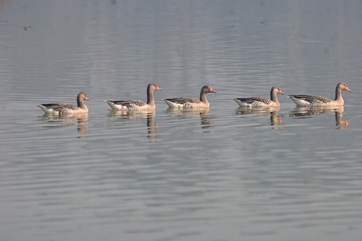 Graylag Goose - ML645482292