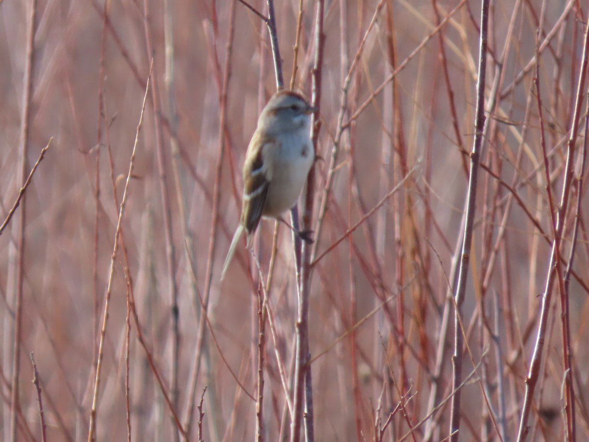 ムナフヒメドリ - ML645482293