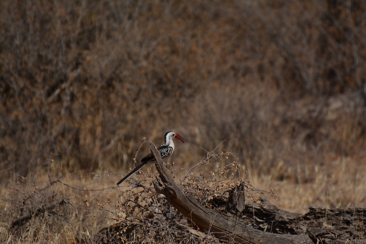 アカハシコサイチョウ - ML645482294