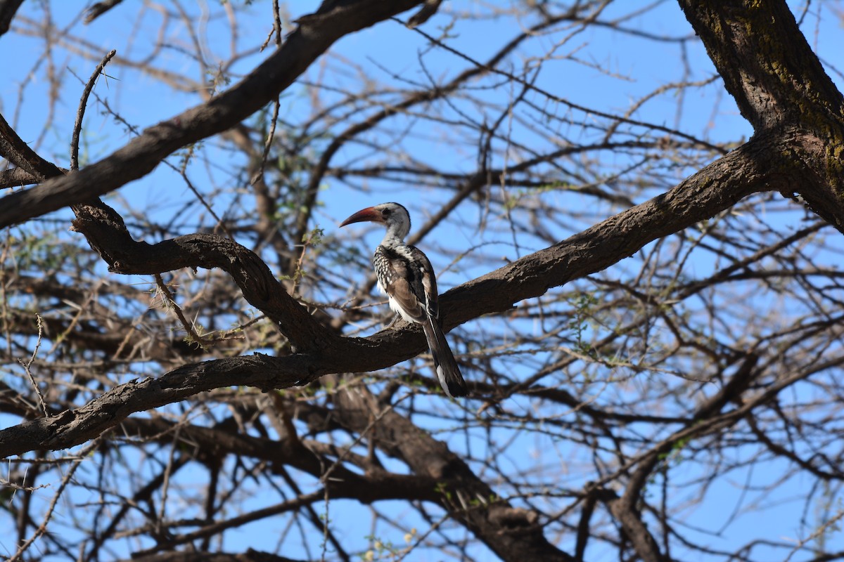 アカハシコサイチョウ - ML645482295