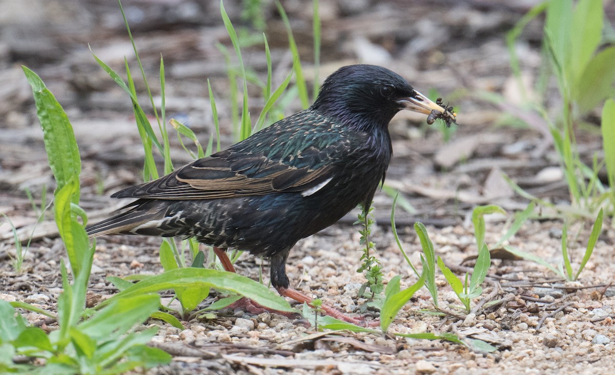 Estornino Pinto - ML645482297