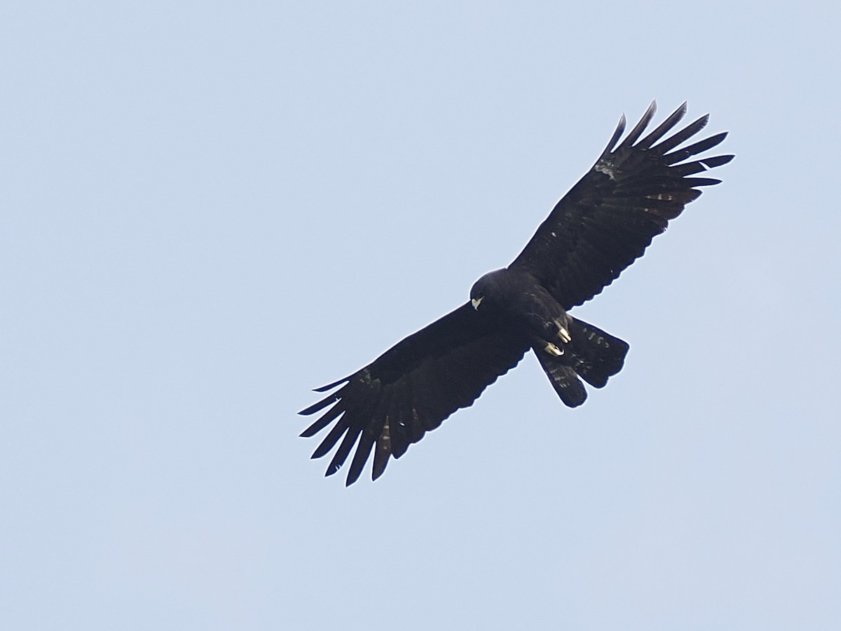 カザノワシ - ML645482299