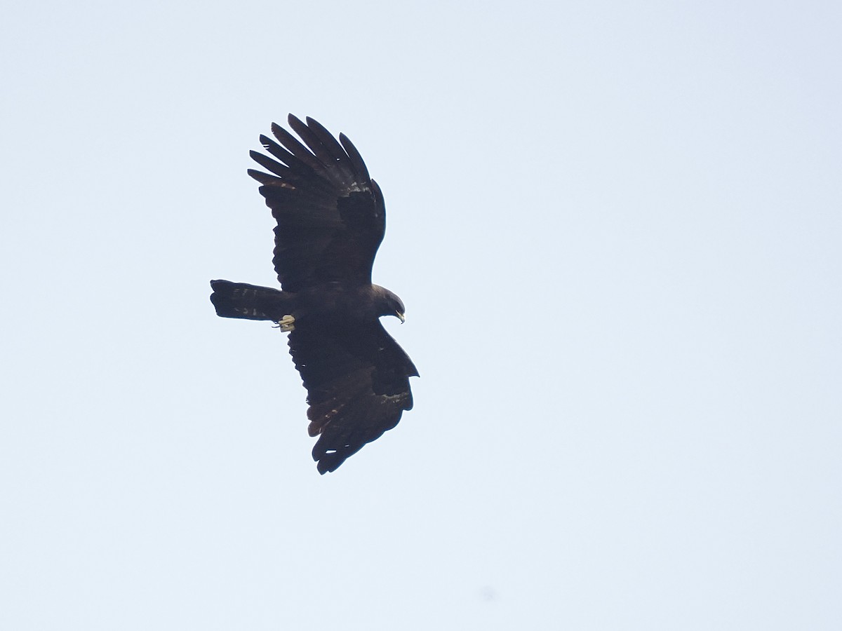 カザノワシ - ML645482300