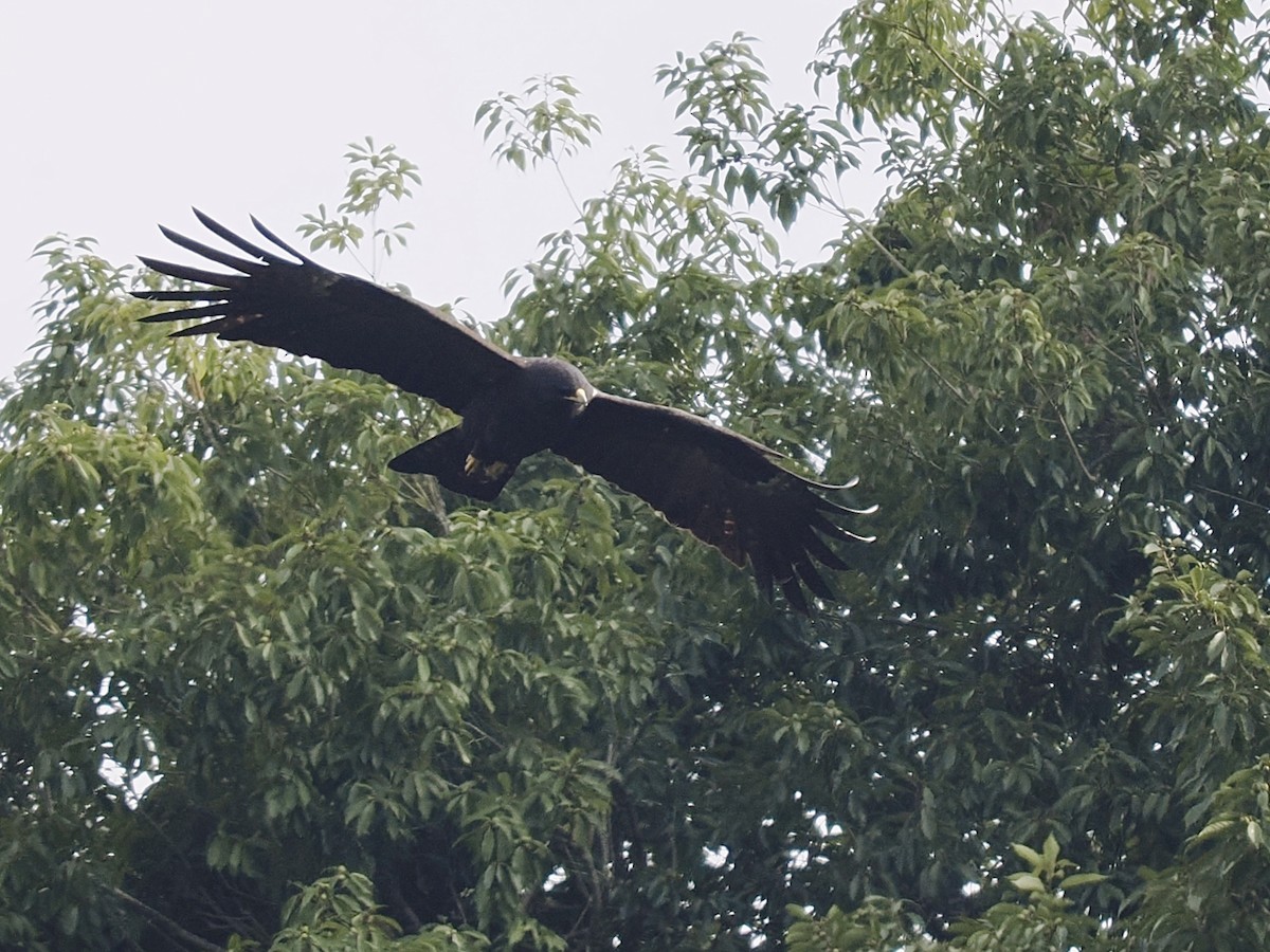 カザノワシ - ML645482301